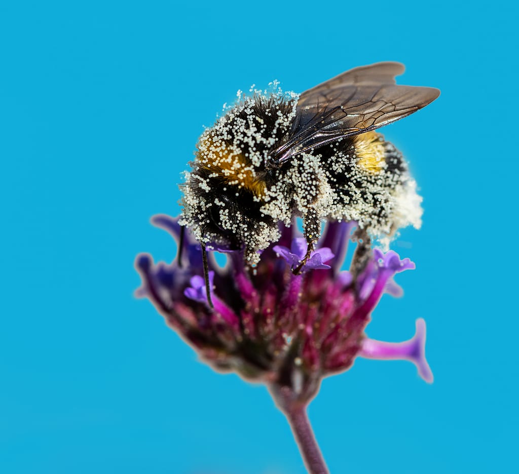 Bumblebee full of pollen